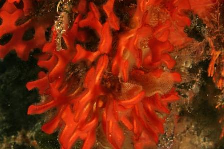 Smittina cervicornis  e Turbicellepora avicularis